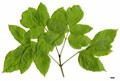 SpeciesSub: subsp. californicum var. texanum SpeciesSub: subsp. californicum var. texanum